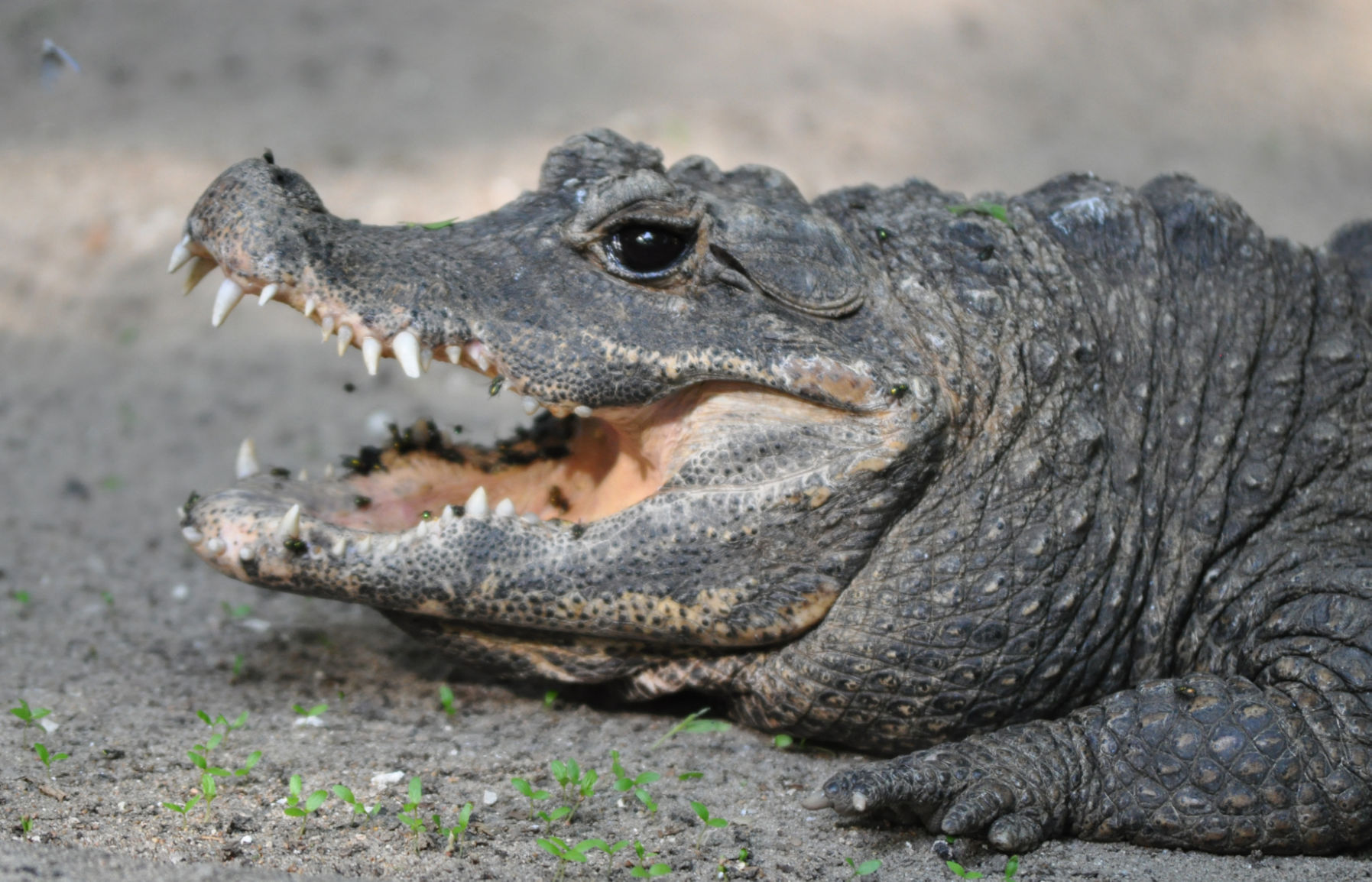 Crocodile Country